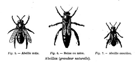 Apiculture moderne