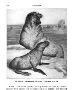 Sea lions roar