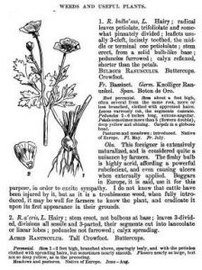 American Weeds and Useful Plants