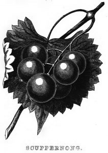 scuppernong illustration