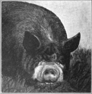 Swine in America; a text-book for the breeder, feeder & student