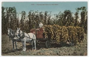 "1951 - Harvesting Hops in the West." Courtesy of UC San Diego Library Digital Collections