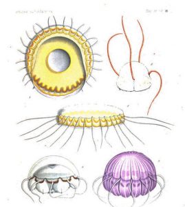 Color drawings of medusae