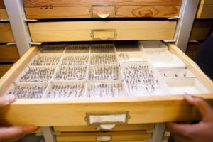 Draw of insect specimens in collection.